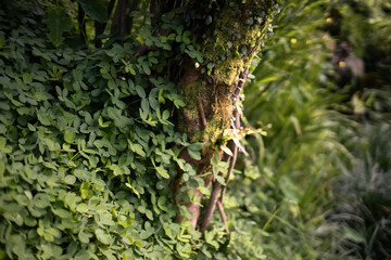 Close up of a mossy tree trunk wrapped with lush green vines and dense foliage in a tropical forest. Natural texture, wild vegetation, and eco-environment detail.