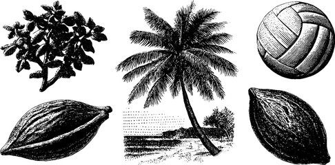 Engraved beach volleyball and tropical elements illustration for summer sports and nature themes