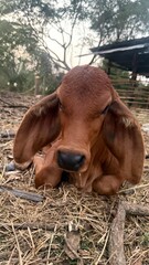 cow and calf © Siranya
