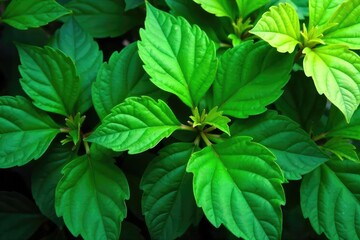 Lush green leaves create a vibrant, natural backdrop Perfect for nature, spring, summer, or environmental themes Ideal for websites, blogs, and social media posts , shadow, forest, jungle