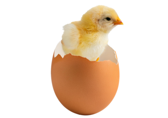 Eggshell membrane-born serum,1 chick isolated on transparent or white background