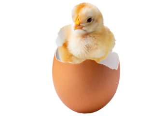 Eggshell membrane-born serum,1 chick isolated on transparent or white background