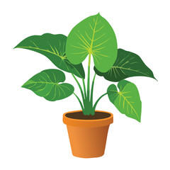 Broad Leaf Plant Brown Pot