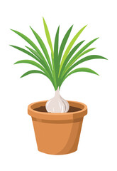 Garlic Bulb Growing in Small Pot