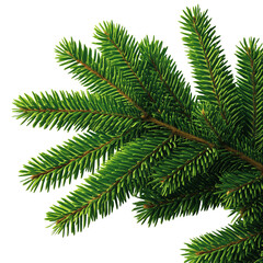 Obraz premium Fir tree branches with dense green needles