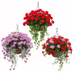 Three hanging flower baskets isolated on white background