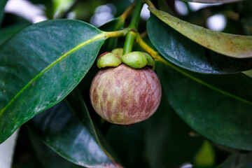 close-up shot of an unripe mangosteen fruit, still attached to its branch amidst dark green leaves