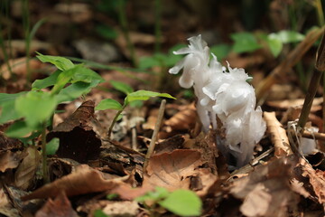 茶色い落ち葉がある地面から生える白いギンリョウソウの花