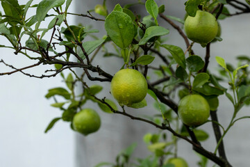 Fresh lemons after rain in the garden. Clusters of lemons on a lemon tree. The ripe fruit tastes sour, and can be enjoyed by making a juice drink. Lemons are a good source of vitamin C.