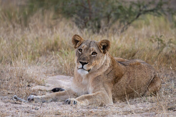 a lioness making eye contact