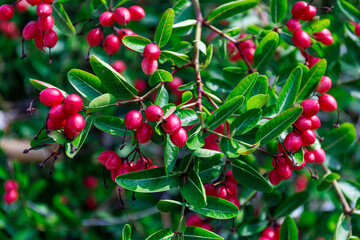 close-up of a cluster of bright red carissa carandas fruits hanging from a branch amidst lush green leaves