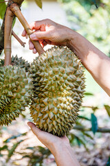 close-up shot of farmer's hands holding a large, spiky monthong durian fruit still attached to its branch on a tree in an orchard.