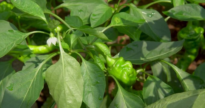 screw pepper plants in the vegetable garden