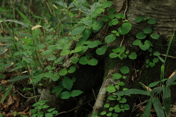 木の根に生える植物の葉