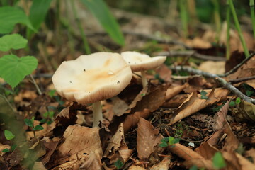 茶色い落ち葉がある地面に生えた白っぽいカサがあるキノコ