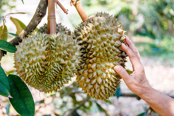 close-up shot of farmer's hands holding a large, spiky monthong durian fruit still attached to its branch on a tree in an orchard.
