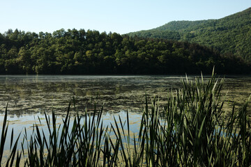 Reeds growing by the shore of a lake with algae and forested hills in the background. Zapadna Morava lake in Serbia country.