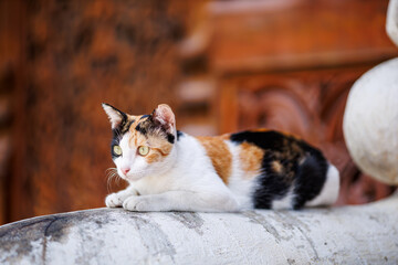 calico cat with distinct black, white, and orange fur patterns rests gracefully on a weathered...