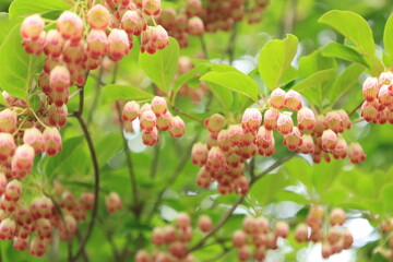 赤い花をつけたサラサドウタンの木