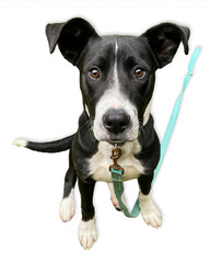Black and White Mix Dog on White Background