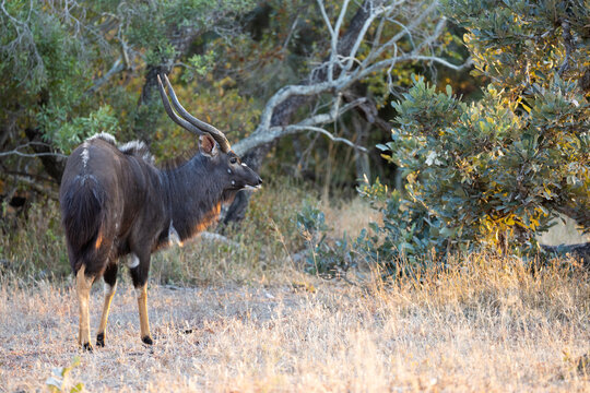 A nyala bull grazing early morning