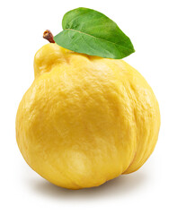 Quince with quince green leaf on white background. File contains clipping path.