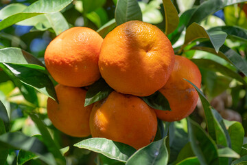 Tangerine tree or Citrus tangerina completely covered with ripe fruits close up. Great harvest in the orchard.