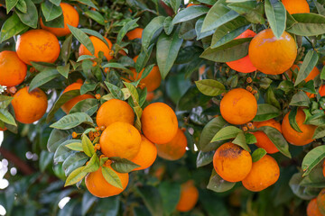 Tangerine tree or Citrus tangerina completely covered with ripe fruits close up. Great harvest in the orchard.