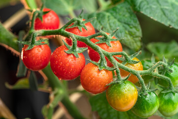 Cherry tomatoes covered with water drops on tomato plant close up.