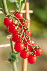 Cherry tomatoes covered with water drops on tomato plant on green background. Vertical shot.