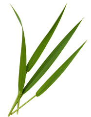 Obraz premium Vibrant green grass blades rising closely, standing isolated against transparent backdrop, prepared for seamless graphic design integration