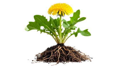 Dandelion plant with roots and leaves growing on a transparent background, ideal for easy compositing