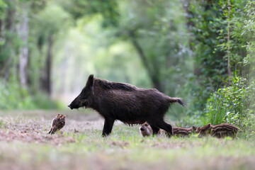 Female Wild boar "wild sow" with her striped piglets in a forest path. Sus scrofa, Sologne, Loiret 45, région Centre Val de Loire, France, European Union, Europe © Nature Emotion