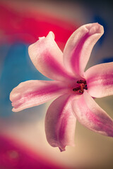 Extreme macro picture of Hyacinth flower. Closeup view of Flor de palma flower with tender petals growing in nature. Abstract floral background.