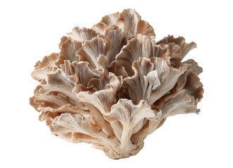 Fresh maitake mushroom
