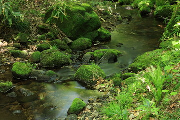 緑の植物の葉が生えた中を流れるきれいな川の水