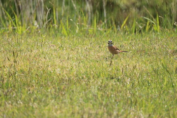 草原を歩く1匹のホオジロ