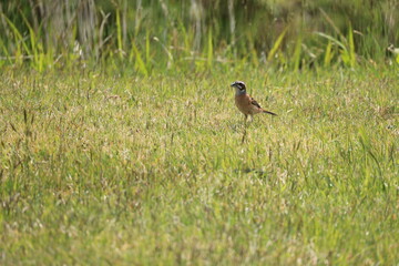 草原を歩く1匹のホオジロ
