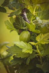 Green gooseberries. Blurry background, close-up. Sunny June day in the countryside.