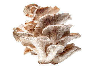 Oyster mushrooms cluster