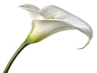 callas-flower-isolated-on-transparent-background
