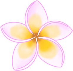 열대 식물 하와이 꽃 플루메리아 일러스트