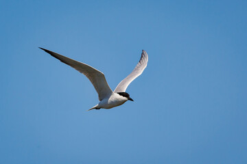 Whiskered tern in flight against clear blue sky in spring.