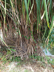 Nature photography. Exotic fluffy trees with long leaves. Thickets along the road. Tropical landscape for wallpaper. Photo of intertwined trunks. Lost corner of the town forest. Deserted area. Nobody.