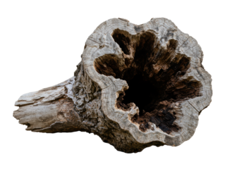 Isolated Hollow Tree Trunk Showing Wood Grain and Texture