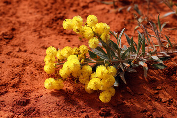 sprig of golden wattle wildflowers in australian red dirt desert