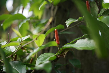  Java Long Pepper Plants Growing on Yard Fence with Green Leaves and Colorful Red, Yellow, and Green Peppers