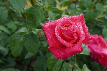 雨に濡れた薔薇（マリアカラス）