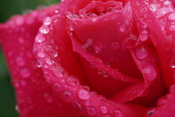 雨に濡れた薔薇（マリアカラス）
