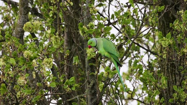 A vibrant green parakeet with a red beak is perched on a leafy tree branch, foraging among fresh spring leaves and blossoms in a peaceful natural setting.